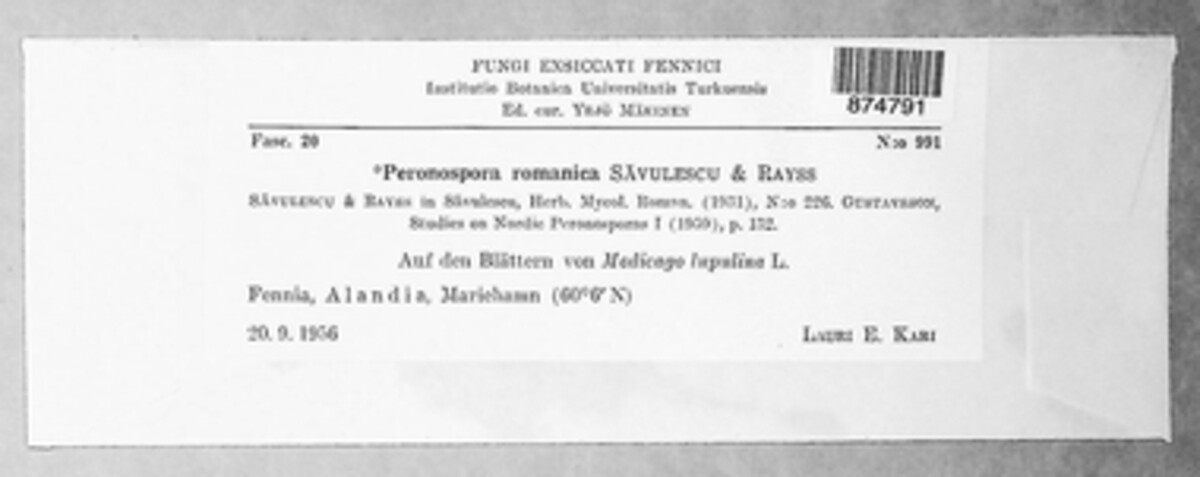 Peronospora romanica image